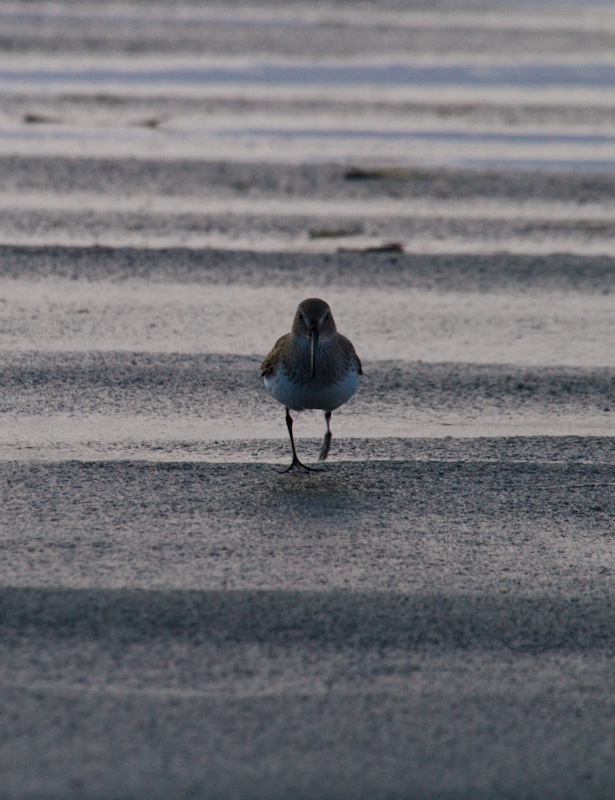 Dunlin